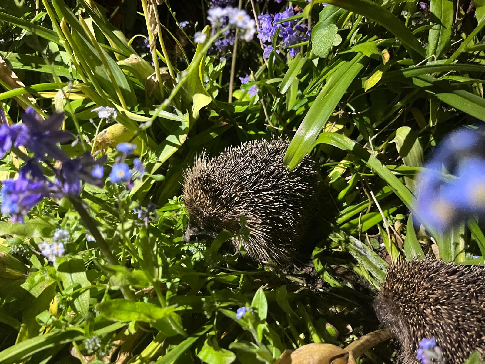 Wildlife at St Clements