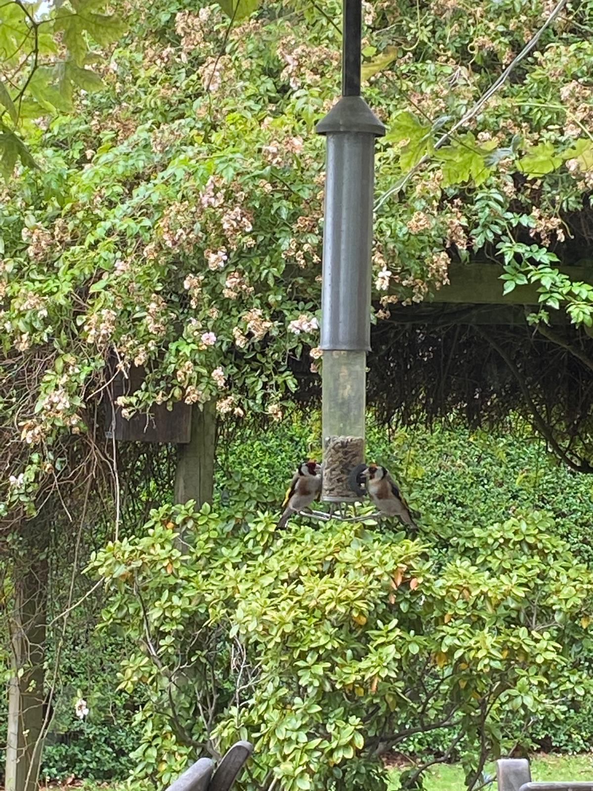 Garden Wildlife